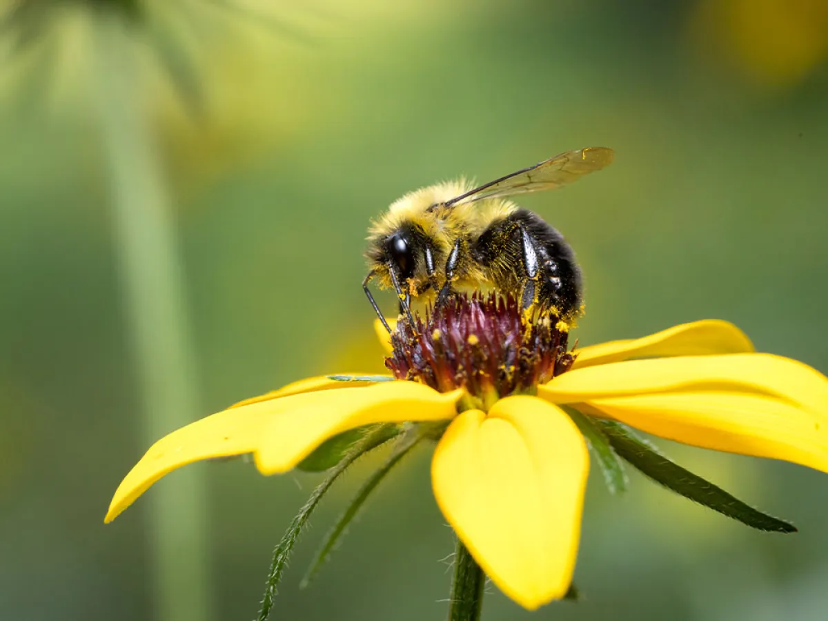 Community Science Ignites Hope for Bumble Bee Conservation